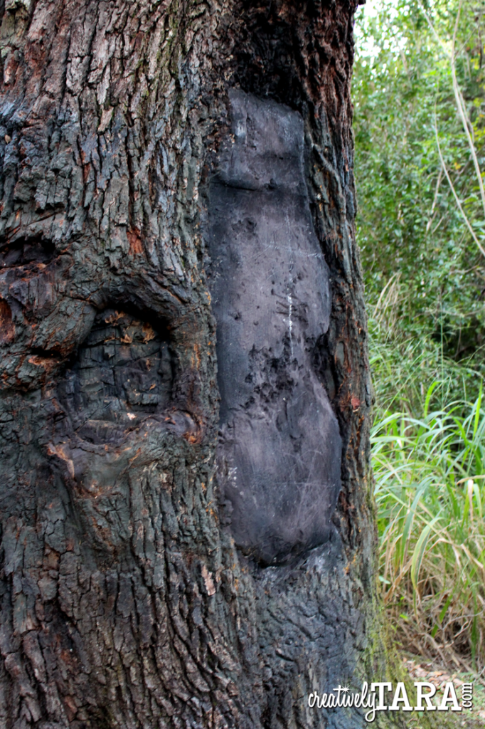 Devil tree burnt mark