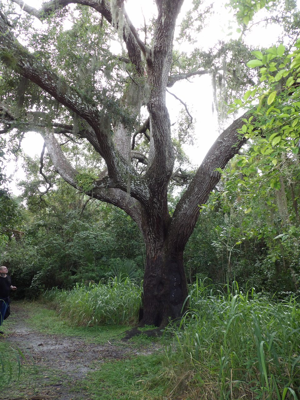 Devil tree oak hammock park